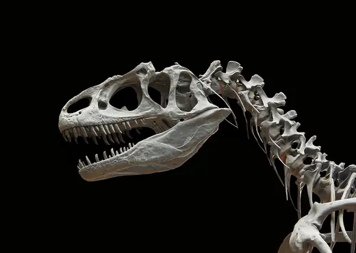 Allosaurus, photo 1 of 3