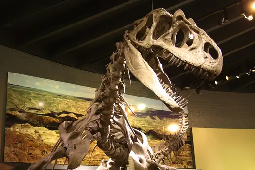 Allosaurus, photo 2 of 3