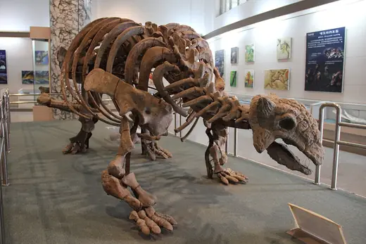 Ankylosaurus, photo 2 of 3