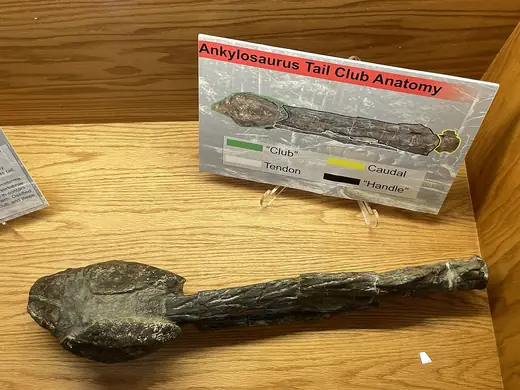 Ankylosaurus, photo 3 of 3