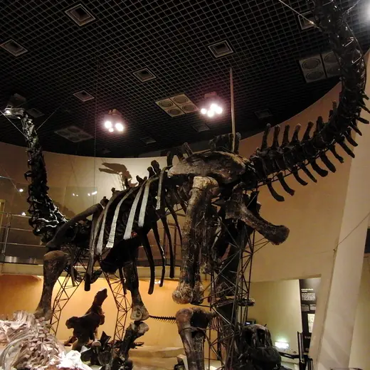 Apatosaurus, photo 1 of 3