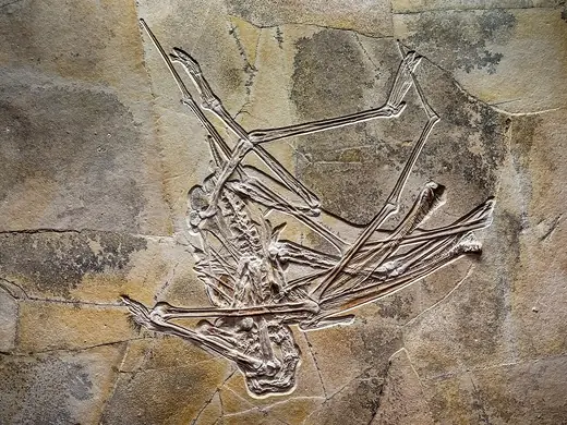 Archaeopteryx, photo 1 of 3