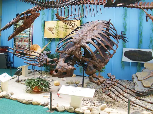 Archelon, photo 1 of 3