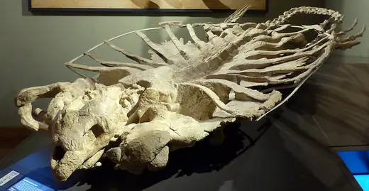 Archelon, photo 3 of 3
