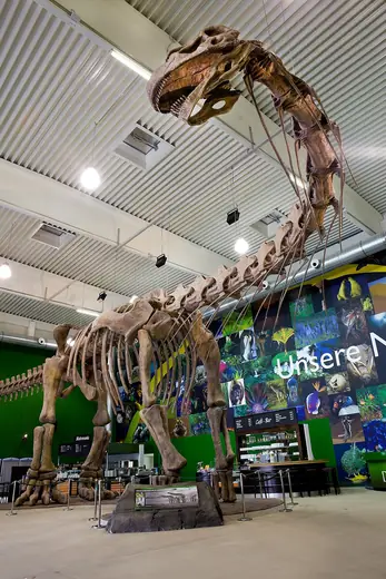 Argentinosaurus, photo 1 of 3