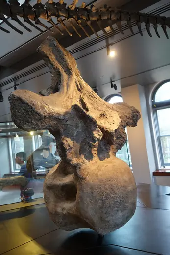 Argentinosaurus, photo 2 of 3