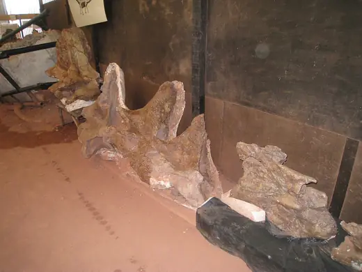 Argentinosaurus, photo 3 of 3