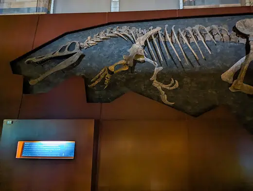 Baryonyx, photo 1 of 3