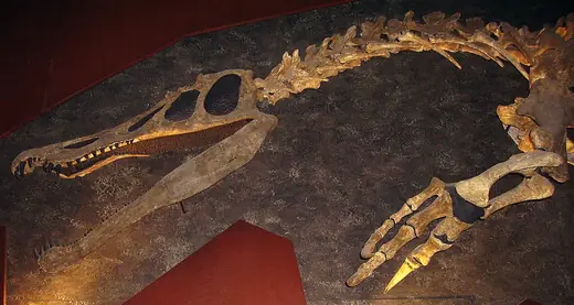 Baryonyx, photo 3 of 3