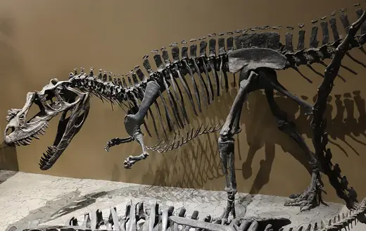 Ceratosaurus, photo 1 of 3
