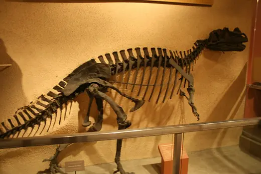 Ceratosaurus, photo 2 of 3