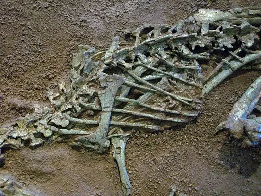 Coelophysis, photo 1 of 3