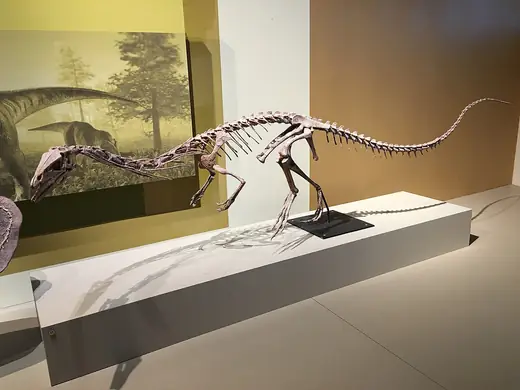 Coelophysis, photo 2 of 3