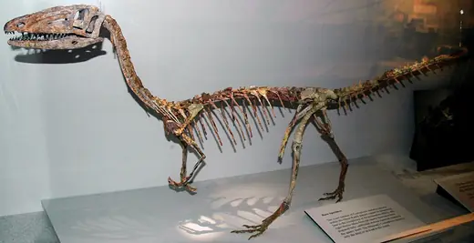 Coelophysis, photo 3 of 3