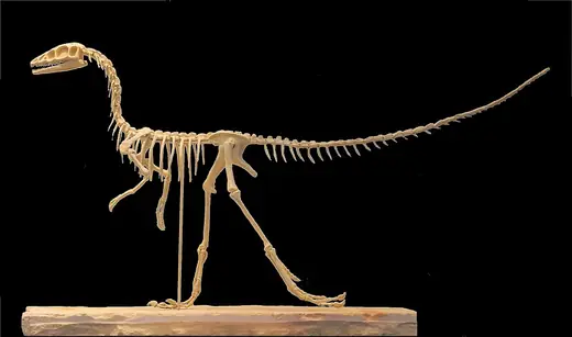 Compsognathus, photo 2 of 3