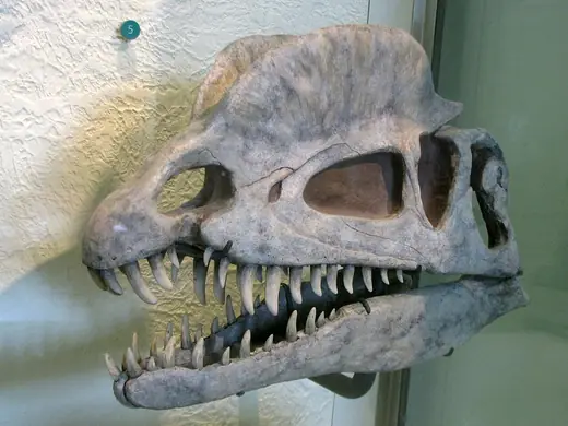 Dilophosaurus, photo 2 of 3