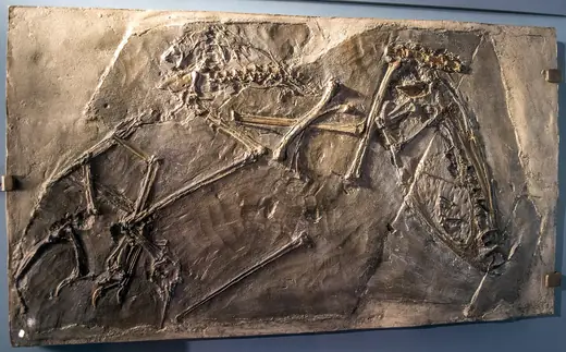 Dimorphodon, photo 1 of 3