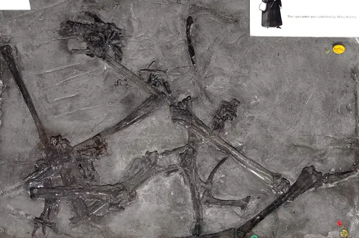 Dimorphodon, photo 2 of 3