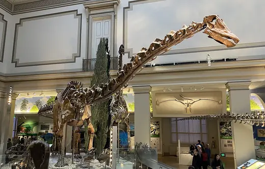 Diplodocus, photo 3 of 3