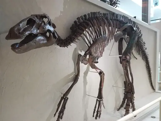 Edmontosaurus, photo 1