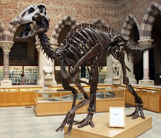 Edmontosaurus, photo 2