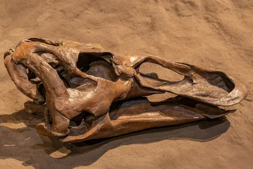 Edmontosaurus, photo 3