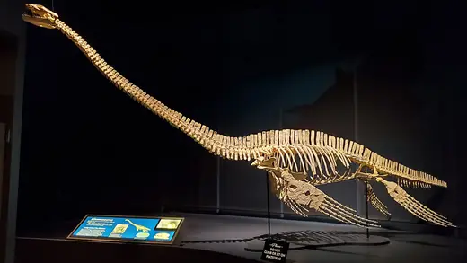 Elasmosaurus, photo 2 of 3