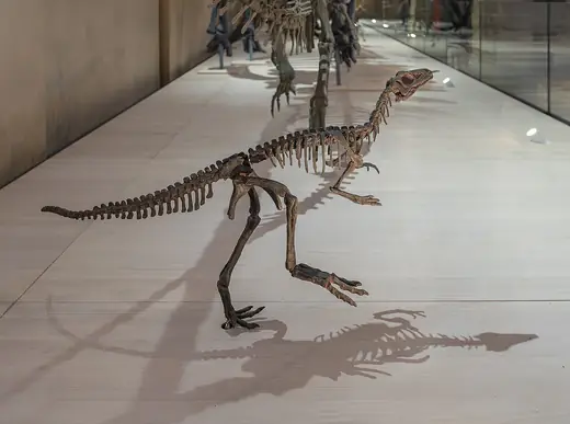 Eoraptor, photo 1 of 3
