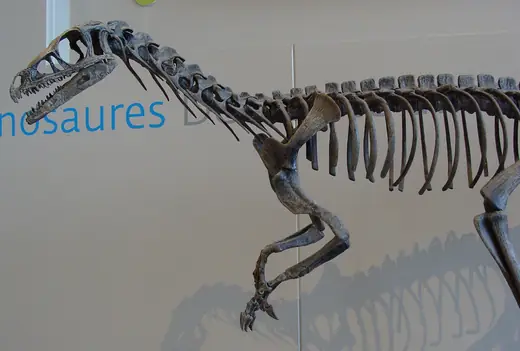 Eoraptor, photo 2 of 3