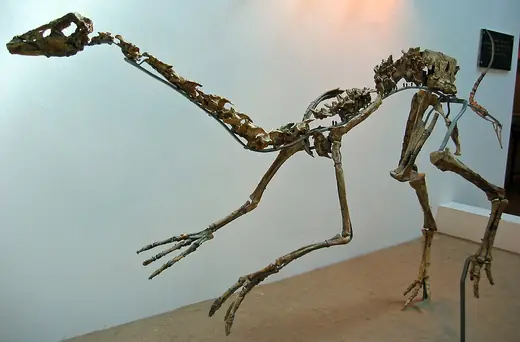 Gallimimus, photo 1