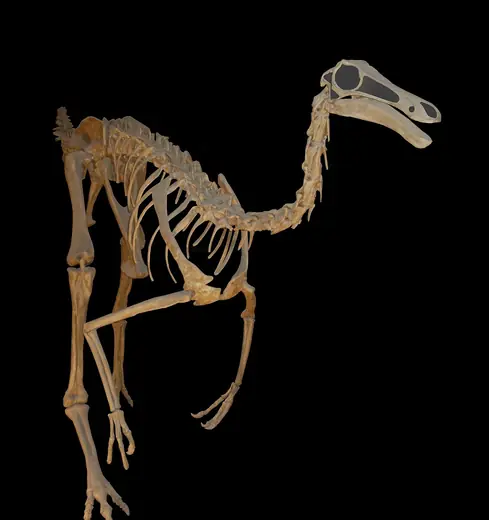 Gallimimus, photo 2