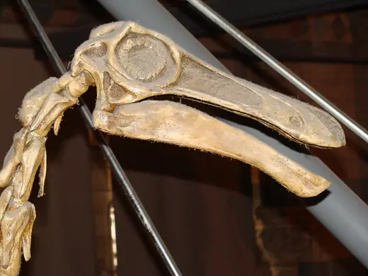 Gallimimus, photo 3