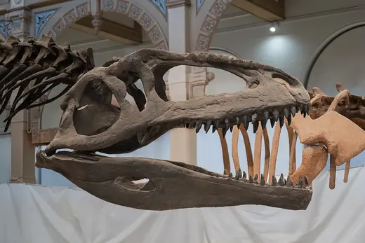 Giganotosaurus, photo 1 of 3