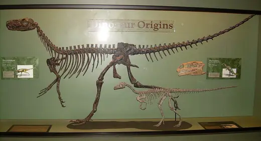 Herrerasaurus, photo 1 of 3