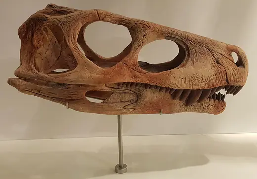 Herrerasaurus, photo 3 of 3