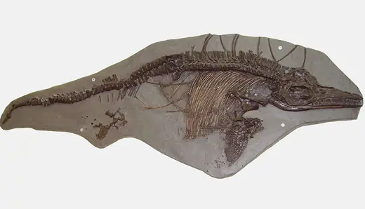 Ichthyosaurus, photo 1 of 3