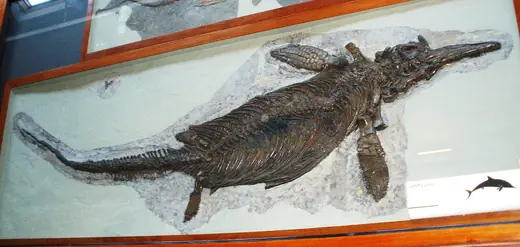Ichthyosaurus, photo 2 of 3