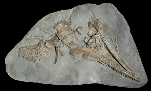 Ichthyosaurus, photo 3 of 3
