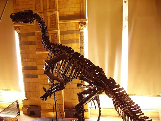 Iguanodon, photo 1 of 3