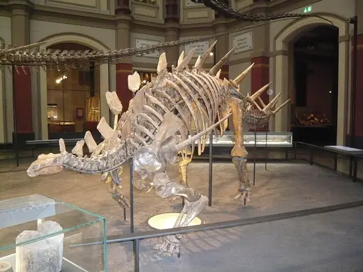 Kentrosaurus, photo 1 of 3