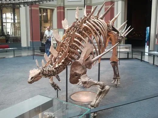 Kentrosaurus, photo 2 of 3