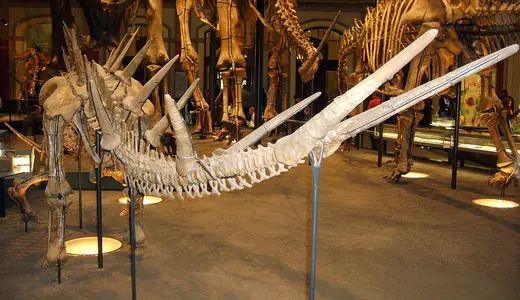 Kentrosaurus, photo 3 of 3