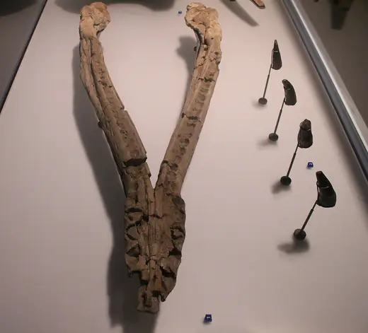 Liopleurodon, photo 2 of 3