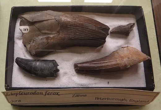 Liopleurodon, photo 3 of 3
