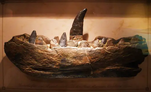Megalosaurus, photo 2 of 3