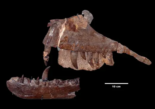 Megalosaurus, photo 3 of 3