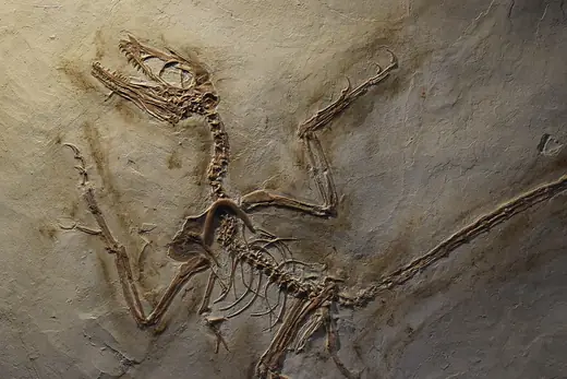 Microraptor, photo 1