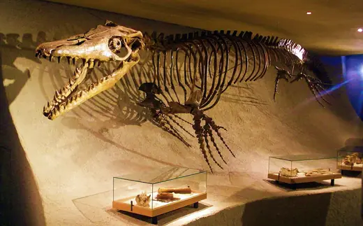 Mosasaurus, photo 1 of 3