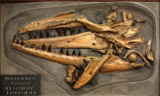 Mosasaurus, photo 2 of 3