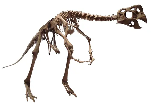 Oviraptor, photo 1